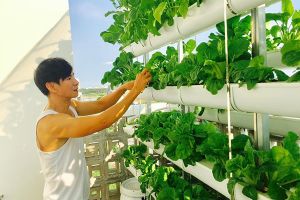 Cận cảnh vườn rau sạch xanh mướt trong những biệt thự triệu đô của sao Việt