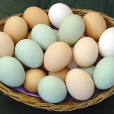Trứng vịt KMQ Farm - Duck's egg